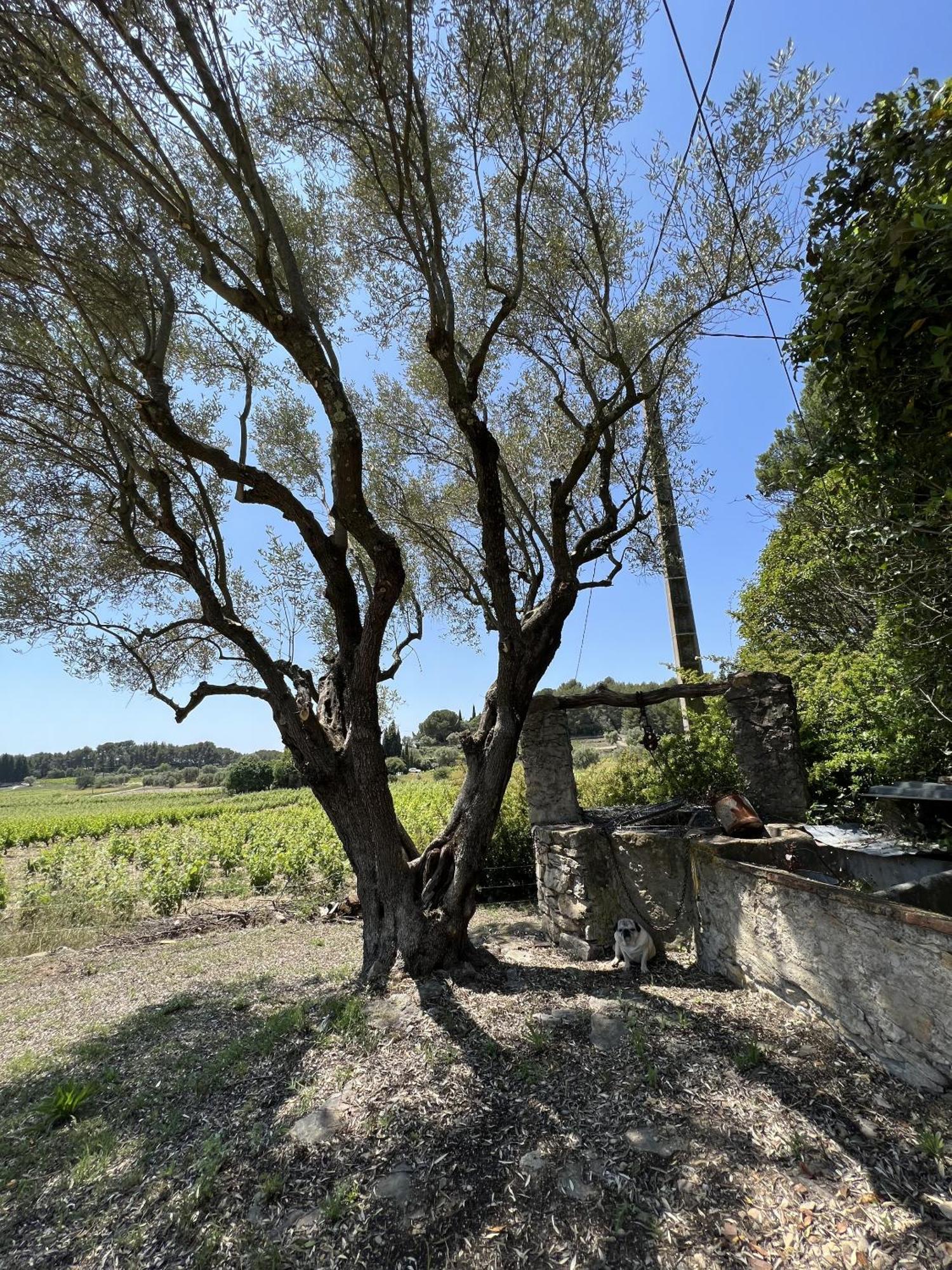 Le Mas Golie Le Castellet  Exterior photo